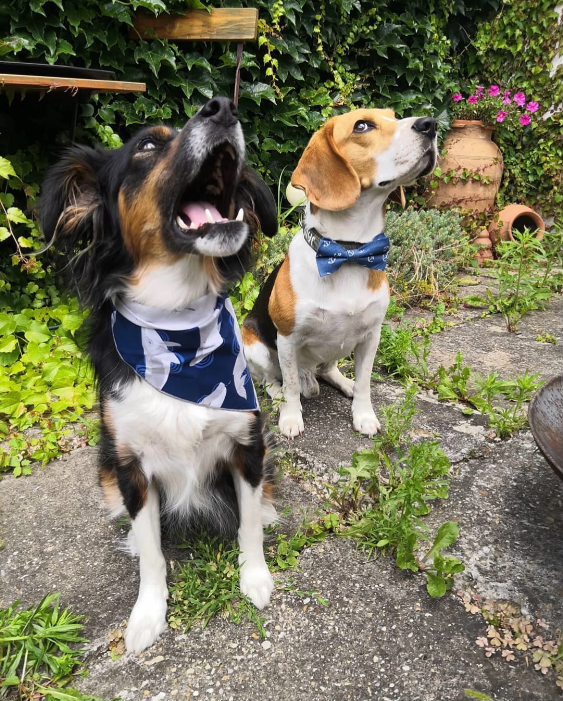 Leela and Jam, Johanna's dogs